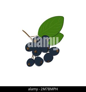 Schwarze Rowan-Ikone. Schwarzes Gebirgsaschenzeichen. Flaches isoliertes Symbol. Vektordarstellung. Stock Vektor