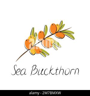 Sanddornzweig. Hippophaebeeren mit Blättern. Vektordarstellung Stock Vektor