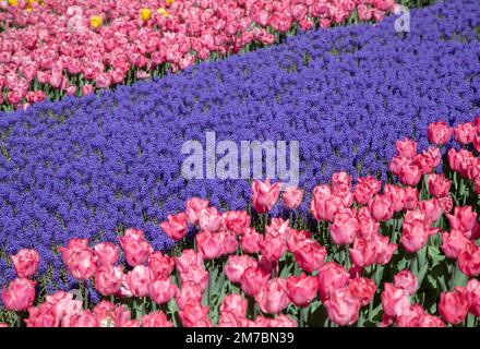 Rosa Tulpenblüten mit violetten Hyazinthen-Blüten Stockfoto