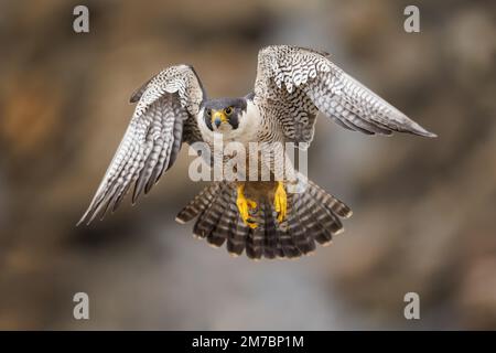 Nahaufnahme eines Wanderfalken während des Fluges. Falco peregrinus. Stockfoto