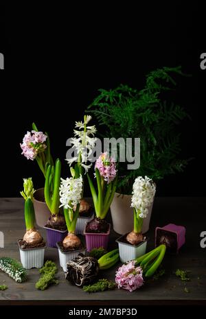 Pflanzen von Winter- oder Frühlingsblumen Hyazinthen auf schwarzem Hintergrund, Gartenkonzept Stockfoto