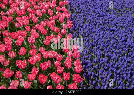 Rosa Tulpenblüten mit violetten Hyazinthen-Blüten Stockfoto