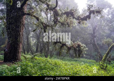 Lorbeerwald im Nebel bei La Llanía auf El Hierro, Kanarische Inseln, Spanien | La Llanía Lorbeerwald im Nebel, El Hierro, Kanarische Inseln, Spanien Stockfoto