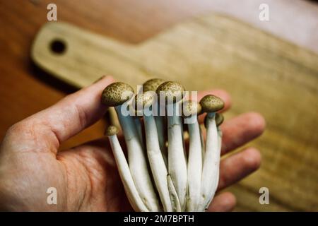 Frische rohe braune Shimiji- oder Shimeji-Pilze mit selektivem Fokus von oben. Hypsizygus tessulatus-Pilze aus Ostasien. Vegetarischer Veganer Stockfoto