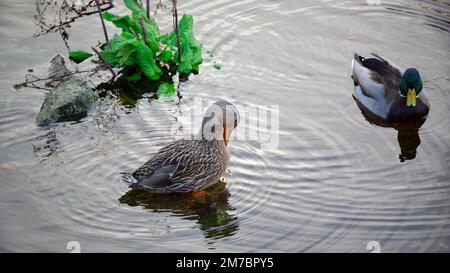 Ein paar Stockenten (Anas platyrhynchos), die im Fluss Dargle in Irland gesichtet wurden. Weibliche Ente pflegt Federn in flachem Wasser und drake schwimmt herum. Stockfoto