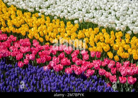 Lila Hyazinthen mit rosa, weißen und gelben Tulpen Stockfoto