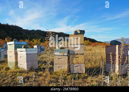 Stapel pastellfarbener Bienenstöcke in der Wildnis des Canterbury District in der Nähe von Omarama, Neuseeland Stockfoto