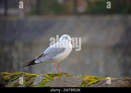 Eine junge Schwarzkopfmöwe (Chroicocephalus ridibundus) im Wintergefieber, hoch oben auf einer mossbedeckten Steinwand. Selektiver Fokus auf Vogel. Unscharfer Hintergrund. Stockfoto