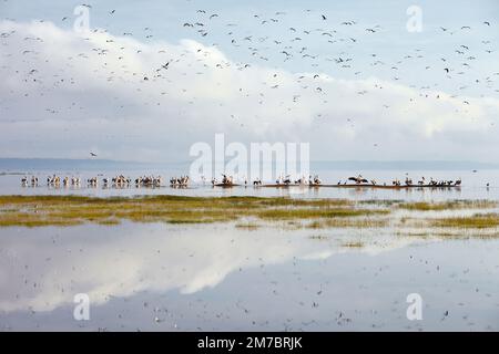 Flamingos in einer Schlange am Bogoria-See Stockfoto