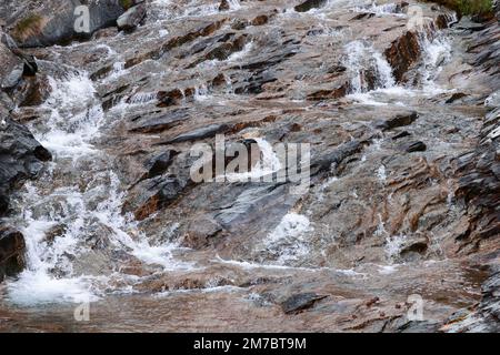 Wunderschöne Textur aus schwarzbraunem Granit, gesättigt mit verschiedenen Mineralschattierungen, gewaschen vom fließenden Wasser eines alpinen Baches Stockfoto
