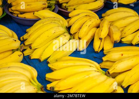 Goiania, Goiás, Brasilien – 08. Januar 2023: Mehrere Bananenbündel arrangiert, zum Verkauf auf einer Messe ausgestellt. Stockfoto