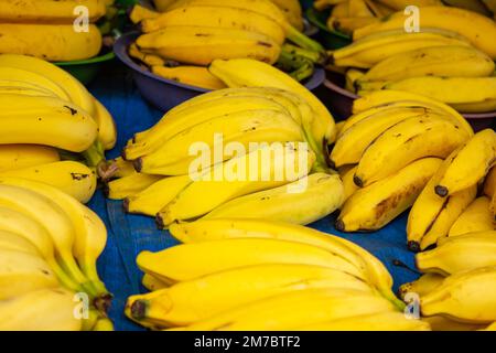 Goiania, Goiás, Brasilien – 08. Januar 2023: Mehrere Bananenbündel arrangiert, zum Verkauf auf einer Messe ausgestellt. Stockfoto