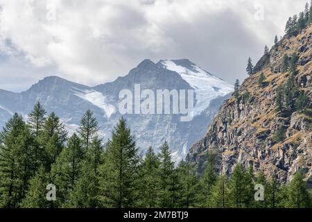 Alpenschlucht mit dichten immergrünen Pinienwäldern, steilem Granitkahlhang, schneebedeckten Berggipfeln im Gran Paradiso Nationalpark. Stockfoto