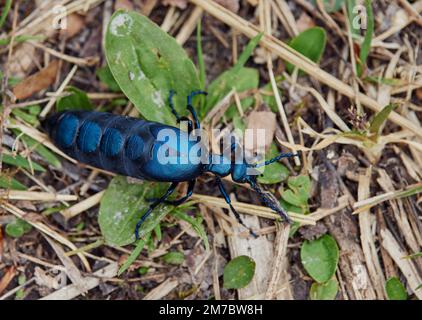 Ein Blick von oben auf Meloe violaceus, der auf trockenen Zweigen in Bayern krabbelt Stockfoto