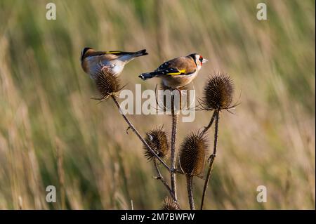 Goldfinken auf dem Teesel, schauten in die Kamera, Rye Harbour, Großbritannien Stockfoto