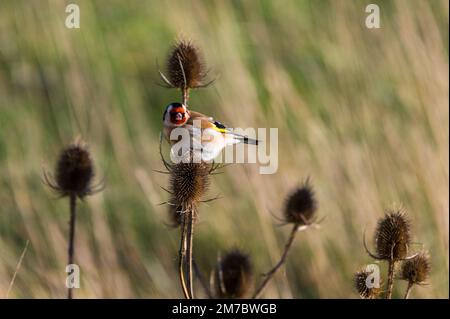 Goldfinch auf dem Teesel, schaut in die Kamera, Rye Harbour, Großbritannien Stockfoto