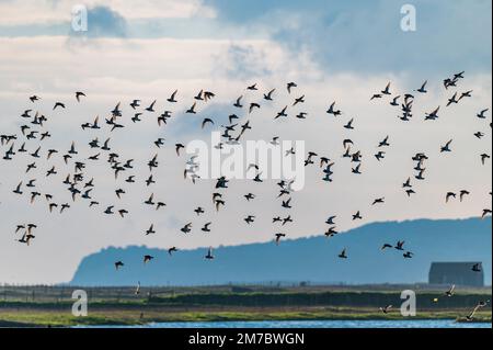 Eine Schar Golden Plovers, die über dem Rye Harbour Nature Reserve, Großbritannien, fliegen Stockfoto