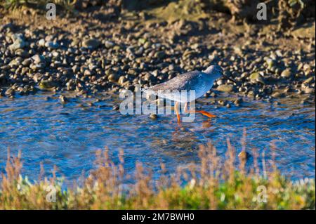 Eine Rothaarige, Tringa totanus, waten in einem Pool im Rye Harbour Nature Reserve, Großbritannien Stockfoto