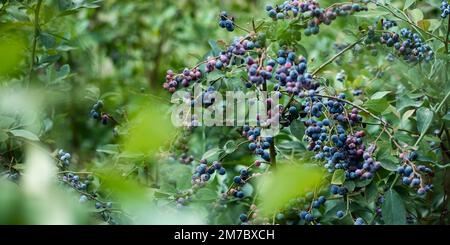 Reife Blaubeeren sind bereit für die Sammlung aus nächster Nähe. Frische Bio-Blaubeeren auf dem Busch. Leuchtende Farben. Banner Stockfoto