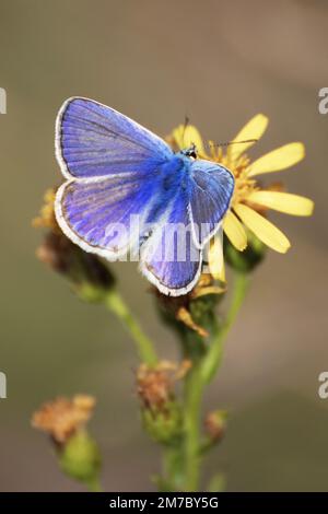 Polyommatus ikarus-Schmetterling Stockfoto