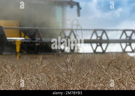 New Holland CR9080 Mähdrescher, der eine Rapsfrucht erntet, North Yorkshire, Großbritannien. Stockfoto