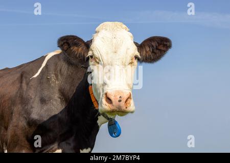 Fleckvieh-Kuh, schwarz-weiß, sanft und mürrisch aussehend, rosa Nase, vor einem blauen Himmel, Kopfschuss, süßes Gesicht Stockfoto