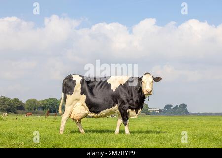 Schwarz-weiße Kuh mit großem Euter auf grünem Gras auf einer Wiese, Weide in den Niederlanden, friesian holstein und blauem Himmel Stockfoto