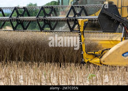 New Holland CR9080 Mähdrescher, der eine Rapsfrucht erntet, North Yorkshire, Großbritannien. Stockfoto