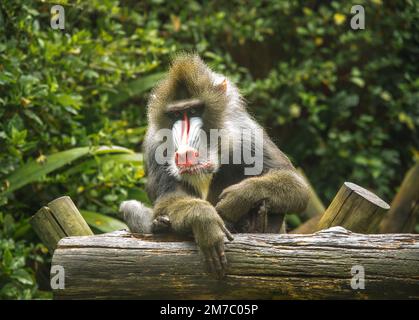 Ein wunderschöner Pavian im Zoo Stockfoto