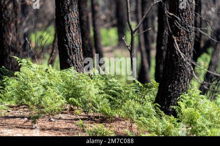 Leuchtend grüner Farn, der nach einem riesigen Feuer wächst Stockfoto