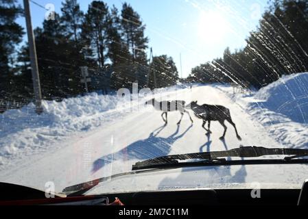 Zwei Rentiere überqueren die Straße im finnischen Lappland kurz vor meinem Auto auf einer eisigen Straße, nicht weit von der Stadt Inari entfernt. Stockfoto