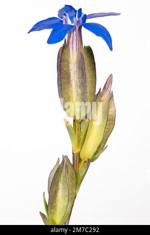 Blase Enzian (Gentiana utriculosa), Blume, Cutout, Österreich, Tirol, Lechtaler Alpen Stockfoto