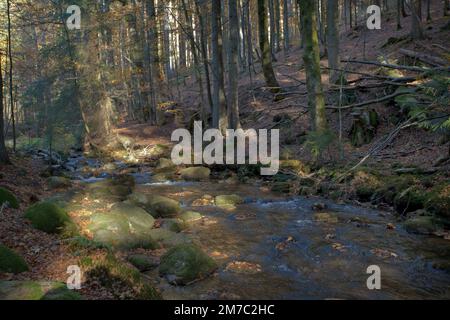 Der Fluss Grosse Ohe im Baravia-Wald, Deutschland, Bayern, Bayerischer Wald-Nationalpark Stockfoto