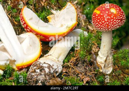 Agaric fliegen, Amanita (Amanita muscaria), Fruchtkörper auf dem Boden, Deutschland, Bayern Stockfoto