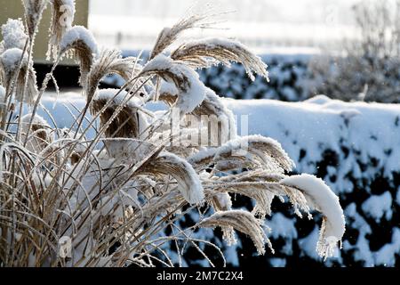 Frost und Schnee im Wintergarten Österreich Stockfoto