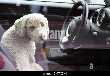 Italienischer Wasserhund (Canis lupus f. familiaris), wartet auf dem Fahrersitz im Auto, Deutschland Stockfoto