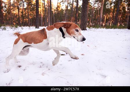 Ein Beagle geht im Wald spazieren. Stockfoto