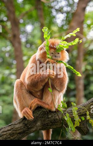 Die East Javan langur (Trachypithecus auratus) ist eine Primatenart aus der Familie der Colobinae, die in Indonesien weit verbreitet ist Stockfoto