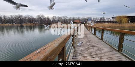 Kaisermühlen / Wien Stockfoto