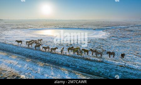 Das Bild vom 16. Dezember zeigt Konik-Pferde an einem gefrorenen Wasserloch am Wicken Fen in Cambridgeshire an einem eiskalten Freitagmorgen. Es sieht aus wie ein Stockfoto