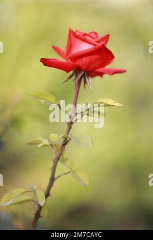 Im botanischen Garten blühte die rote Rosa. Hochwertiges Foto Stockfoto