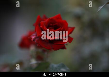 Im botanischen Garten blühte die rote Rosa. Hochwertiges Foto Stockfoto