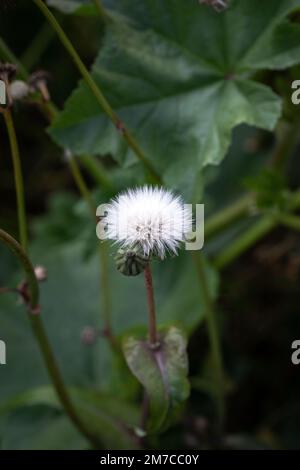 Weiße flauschige Löwenzahnblume auf dem grünen Gras. Nahaufnahme. Stockfoto