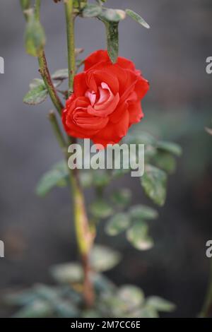 Im botanischen Garten blühte die rote Rosa. Hochwertiges Foto Stockfoto