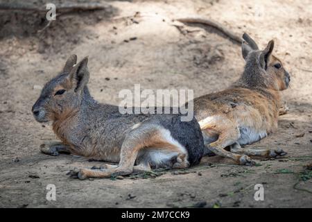 Patagonische mara, die auf dem Feld ruht, Dolichotis patagonum Stockfoto