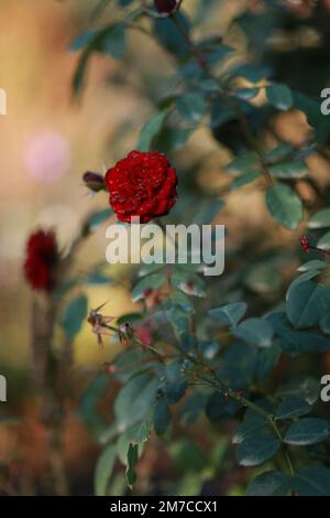 Im botanischen Garten blühte die rote Rosa. Hochwertiges Foto Stockfoto