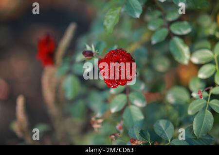 Im botanischen Garten blühte die rote Rosa. Hochwertiges Foto Stockfoto
