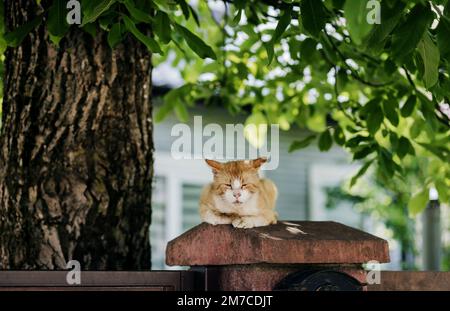 Die alte kranke Katze sitzt auf dem Zaun. Haustiere im Freien Stockfoto