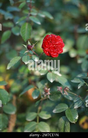 Im botanischen Garten blühte die rote Rosa. Hochwertiges Foto Stockfoto