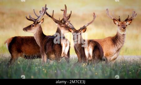 Rotwild mit Samtgeweih Stockfoto